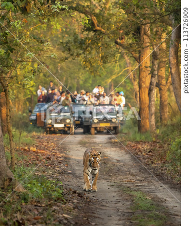 wild female tiger or panthera tigris a showstopper head on road in morning territory stroll and blurred safari vehicles tourist in background pilibhit national park forest reserve uttar pradesh india 113726909