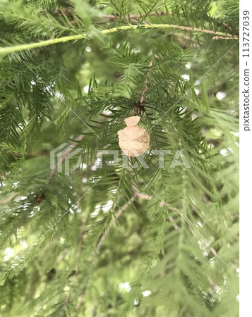 Togwar的巢 Togwar的巢 113727039