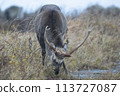 Thick horned sika deer 113727087