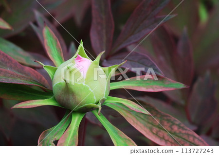 Green flower buds blooming 113727243