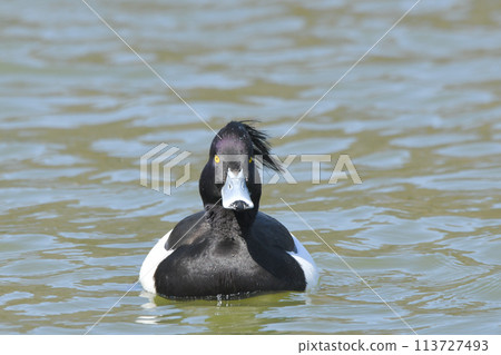 Kinkrochasshuro Kinkrochasshuro 113727493