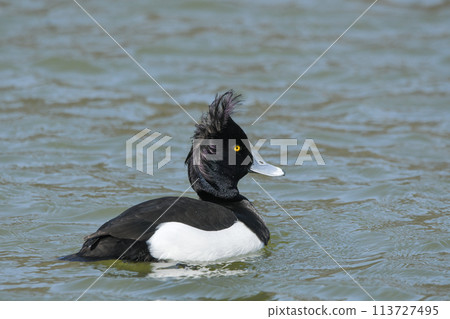 Kinkrochasshuro Kinkrochasshuro 113727495