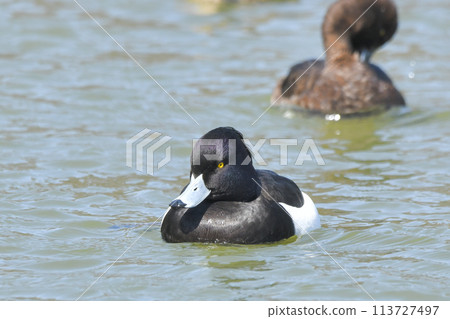 Kinkrochasshuro Kinkrochasshuro 113727497