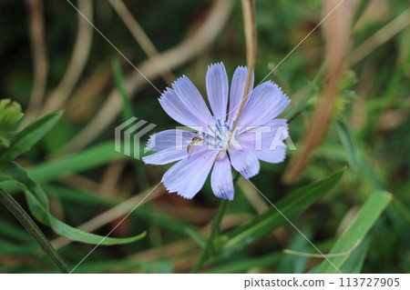 Standing close to a small flower, part 2 113727905