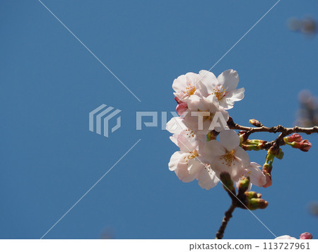 Sakura and blue sky 113727961