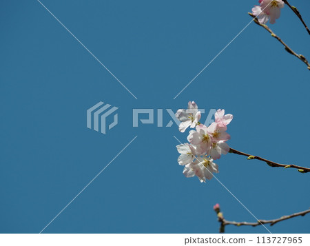 Sakura and blue sky 113727965