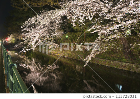 Illuminated cherry blossoms in spring Illuminated cherry blossoms in spring 113728031