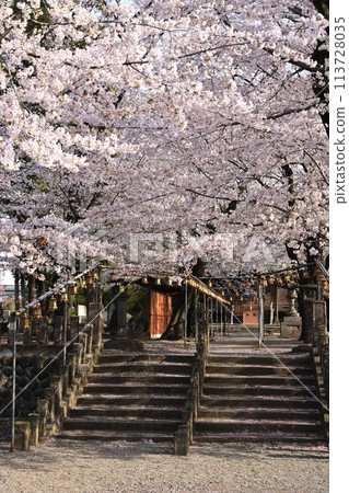 Cherry blossoms along the stairs Cherry blossoms along the stairs 113728035