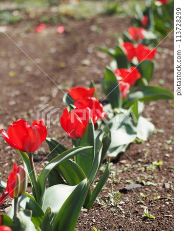 Red tulip Red tulip 113728299