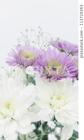 白色和紫色的菊花,葬禮和葬禮鮮花,哀悼 白色和紫色的菊花,葬禮和葬禮鮮花,哀悼 113728363
