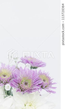White and purple chrysanthemum flowers for funerals and memorial services, during mourning White and purple chrysanthemum flowers for funerals and memorial services, during mourning 113728364