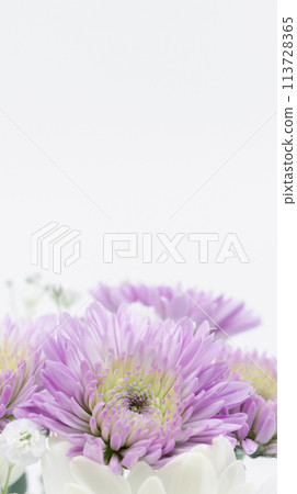 白色和紫色的菊花,葬禮和葬禮鮮花,哀悼 白色和紫色的菊花,葬禮和葬禮鮮花,哀悼 113728365