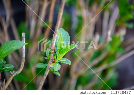 剛發芽的繡球花葉子 113728427