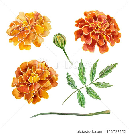 Marigolds, watercolor. Flowers, leaves, stem. Hand drawn illustration in vintage style isolated on white background. Cards, invitations, banners. Marigolds, watercolor. Flowers, leaves, stem. Hand drawn illustration in vintage style isolated on white background. Cards, invitations, banners. 113728552
