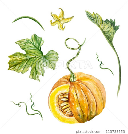 Pumpkin, watercolor set. Vegetable, leaves, flower. Hand drawn illustration in vintage style isolated on white background. Cards, invitations, covers. 113728553