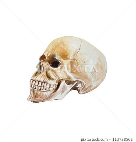 Human skull, side view. Hand drawn watercolor illustration in vintage style isolated on white background. Halloween cards, invitations, banners. Human skull, side view. Hand drawn watercolor illustration in vintage style isolated on white background. Halloween cards, invitations, banners. 113728562