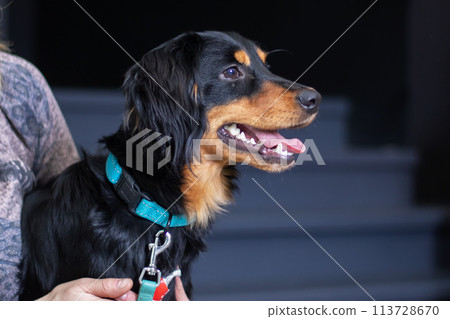 A black and brown Canidae dog with a blue collar is held by a person 113728670