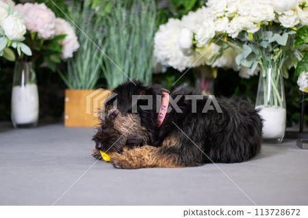 Carnivorous Canidae dog is chewing on a yellow ball 113728672