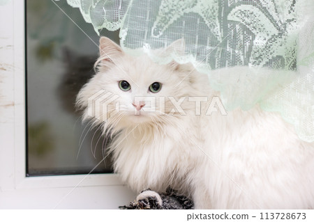 White Felidae cat with fawn fur and whiskers sits on window sill White Felidae cat with fawn fur and whiskers sits on window sill 113728673