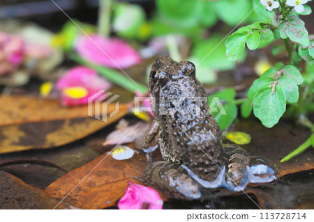 Petals scattered on the water surface and a marsh frog looking up Petals scattered on the water surface and a marsh frog looking up 113728714