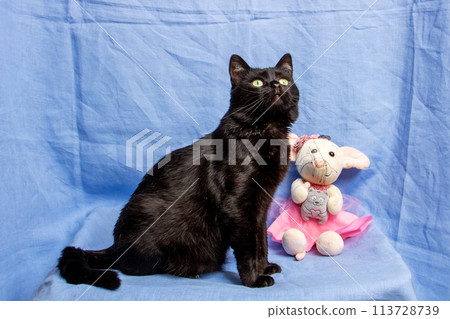Cute black cat on blue background, closeup portrait 113728739