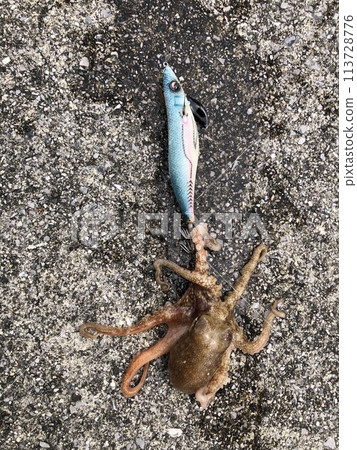 與 Egi 一起釣魚章魚 與 Egi 一起釣魚章魚 113728776