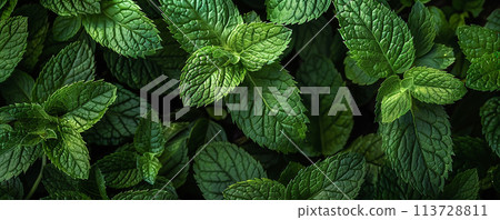 Background of fresh green mint leaves.Texture of mint leaves 113728811
