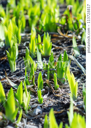 Green small grass sprouts in early spring 113728817
