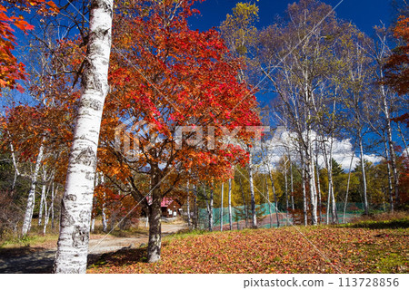 和田高原的秋日《旅館/露營地》 113728856
