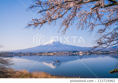 (Yamanashi Prefecture) Lake Kawaguchi, cherry blossoms and Mt. Fuji (Yamanashi Prefecture) Lake Kawaguchi, cherry blossoms and Mt. Fuji 113728962