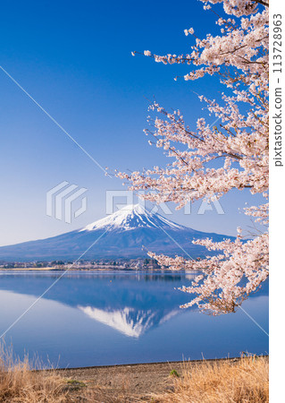 (Yamanashi Prefecture) Lake Kawaguchi, cherry blossoms and Mt. Fuji (Yamanashi Prefecture) Lake Kawaguchi, cherry blossoms and Mt. Fuji 113728963