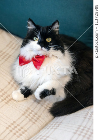 Cute cat with red bow tie on the sofa Cute cat with red bow tie on the sofa 113728989
