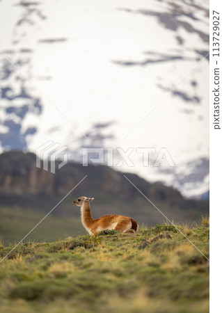 Guanaco lies on grassy hilltop in profile 113729027