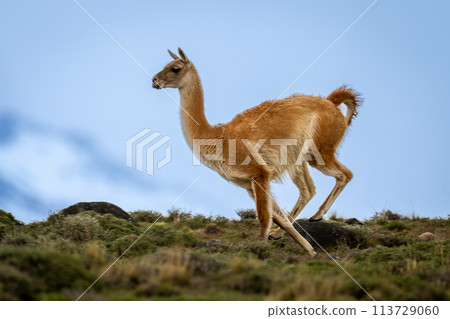 Guanaco races along rocky hilltop in clouds 113729060