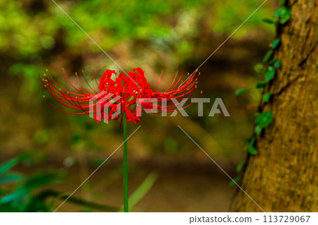 靜岡縣周知郡森町立花大東院及院內風景 113729067