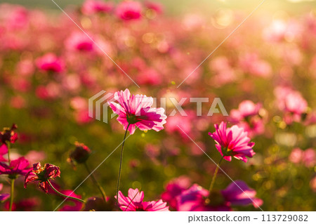 靜岡縣袋井市朝永秋櫻花盛開的景色 靜岡縣袋井市朝永秋櫻花盛開的景色 113729082