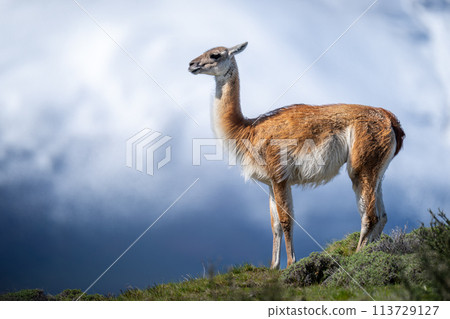 Guanaco standing on ridge with mountain behind Guanaco standing on ridge with mountain behind 113729127
