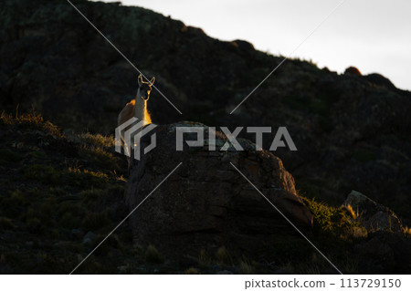 Guanaco stands lit by sunset watching camera Guanaco stands lit by sunset watching camera 113729150