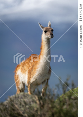Guanaco stands on rocky ridge near bushes 113729186