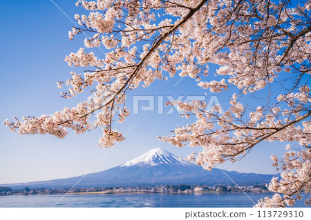 (Yamanashi Prefecture) Lake Kawaguchi, cherry blossoms and Mt. Fuji (Yamanashi Prefecture) Lake Kawaguchi, cherry blossoms and Mt. Fuji 113729310