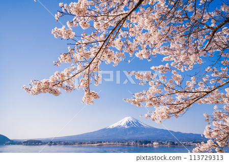 (Yamanashi Prefecture) Lake Kawaguchi, cherry blossoms and Mt. Fuji 113729313