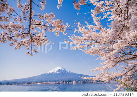 (Yamanashi Prefecture) Lake Kawaguchi, cherry blossoms and Mt. Fuji 113729314