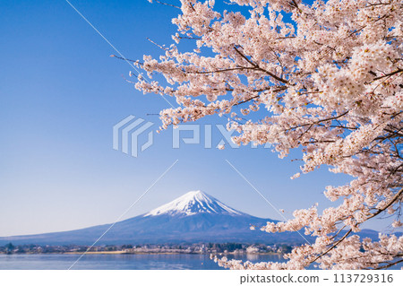 (Yamanashi Prefecture) Lake Kawaguchi, cherry blossoms and Mt. Fuji (Yamanashi Prefecture) Lake Kawaguchi, cherry blossoms and Mt. Fuji 113729316