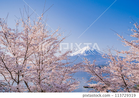 (Yamanashi Prefecture) Lake Kawaguchi, cherry blossoms and Mt. Fuji (Yamanashi Prefecture) Lake Kawaguchi, cherry blossoms and Mt. Fuji 113729319