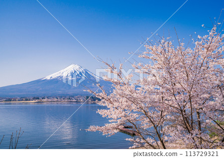 (Yamanashi Prefecture) Lake Kawaguchi, cherry blossoms and Mt. Fuji (Yamanashi Prefecture) Lake Kawaguchi, cherry blossoms and Mt. Fuji 113729321