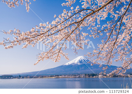 (Yamanashi Prefecture) Lake Kawaguchi, cherry blossoms and Mt. Fuji (Yamanashi Prefecture) Lake Kawaguchi, cherry blossoms and Mt. Fuji 113729324