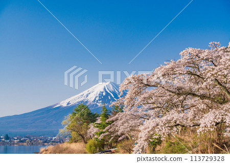 (山梨縣)河口湖、櫻花和富士山 (山梨縣)河口湖、櫻花和富士山 113729328