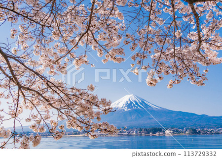 （山梨縣）河口湖、櫻花和富士山 113729332