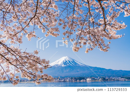 （山梨縣）河口湖、櫻花和富士山 113729333