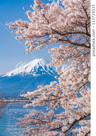（山梨縣）河口湖、櫻花和富士山 113729335